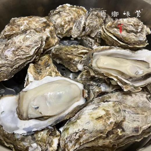 乳山深海生蚝（基地直发-顺丰包邮） | 多种规格，来自乳山，生产者：余锦涛【合作生产，公平贸易】 商品图9