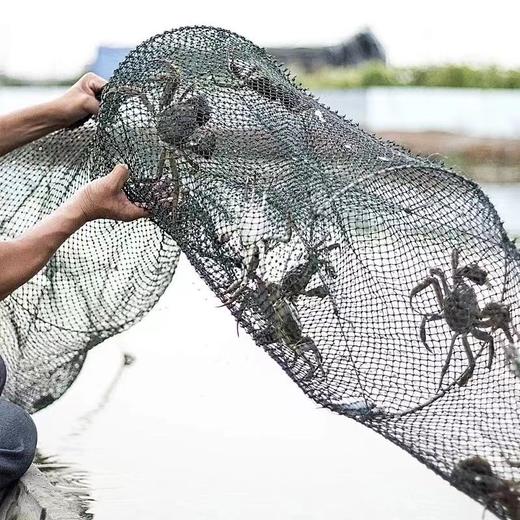 【顺丰包邮】伯虎螃蟹 固城湖大闸蟹，足斤足两够精品现捞现发，顺丰包邮 商品图6