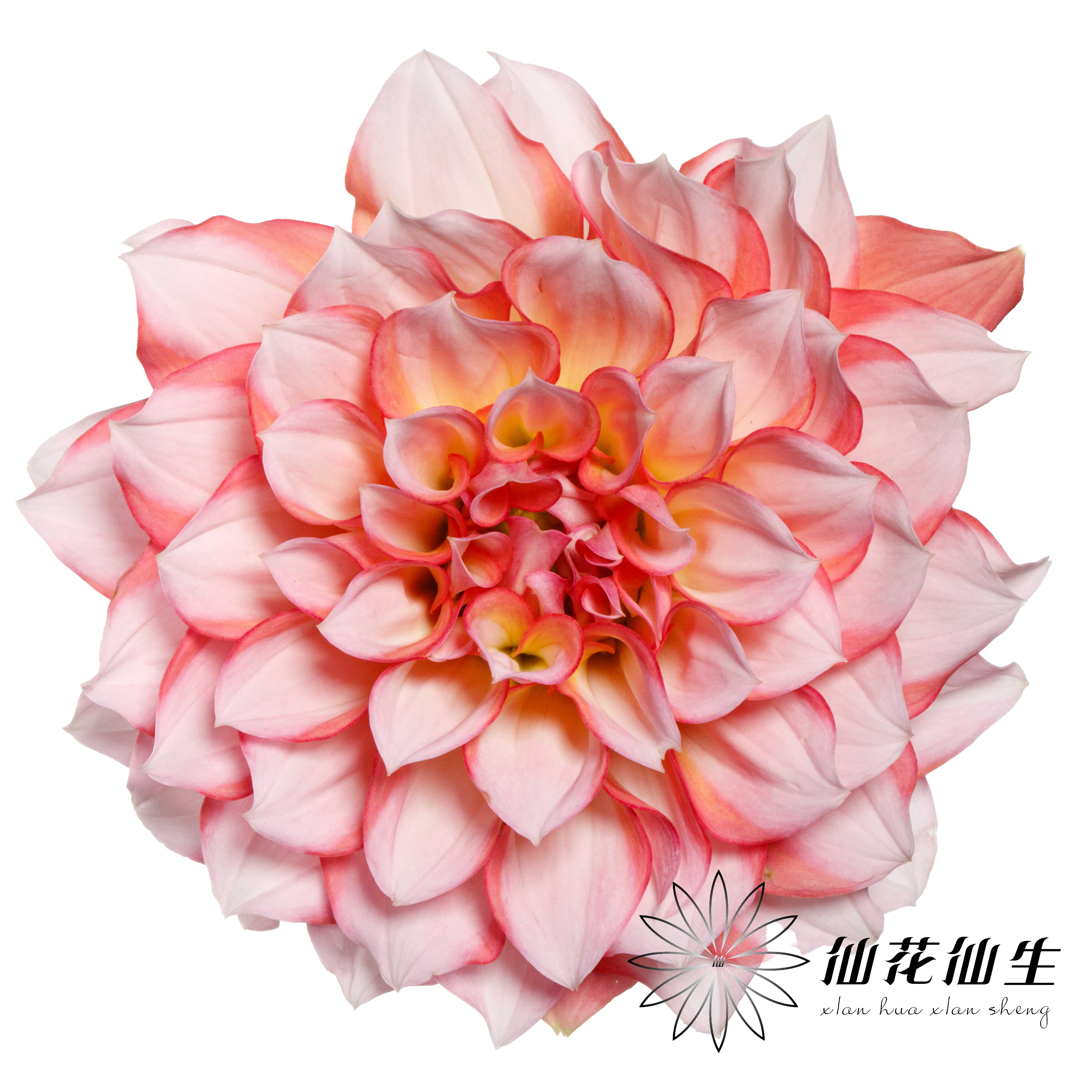 配花 | 大丽花安吉丽娜