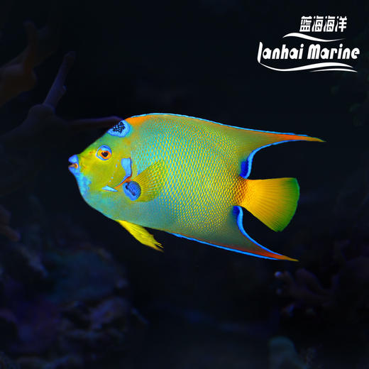 美国汤臣 商品图0