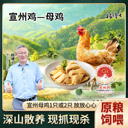 【杨博士150宣州母鸡】皖南深山散养土鸡宣州鸡 200天母鸡清蒸煲汤鲜嫩 A-3451 商品图1