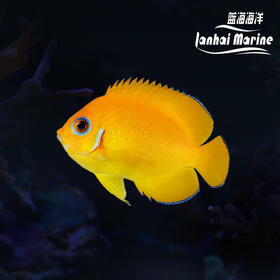 橙批