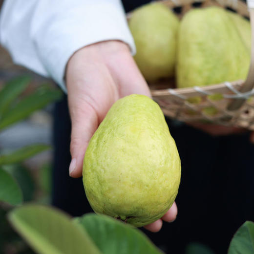 广西玉林【树上熟奶油芭乐】细嫩软糯绵滑  奶油般口感 低热量  ！ 商品图2