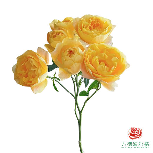 外购多头玫瑰-橙汁阳台 10枝1扎 商品图0