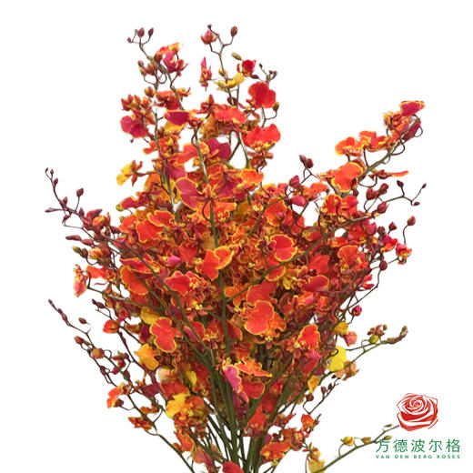 跳舞兰-秋色（吸色） 商品图1