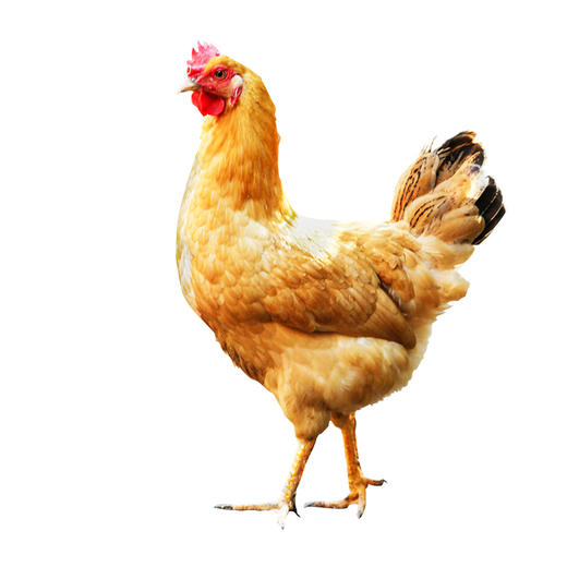 【杨博士150宣州母鸡】皖南深山散养土鸡宣州鸡 200天母鸡清蒸煲汤鲜嫩 A-3451 商品图3