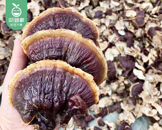 【预售-4月8日配送】长白山金边大灵芝/1包（13-17朵，共约250g）生产日期：2月 商品图3