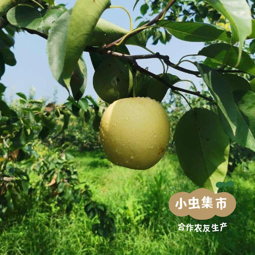 赵县生态“烤梨” 2罐/6罐 | 合作农友生产，来自河北赵县，生产者：张慧玲 *【公平贸易农人定价】 商品图4