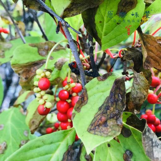 森林野生五味子（成都仓库-顺丰快递 ）| 120g/袋，来自大兴安岭，生产者：金鹏【合作生产，公平贸易】 商品图4