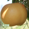 生态秋月蜜梨&冰淇淋丑梨&佛手梨（基地直发-顺丰包邮）| 多种规格，来自山东青岛莱西小沽河畔，生产者：小康园主【合作生产，公平贸易】 商品缩略图13