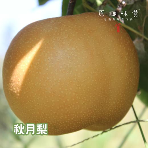 生态秋月蜜梨&冰淇淋丑梨&佛手梨（基地直发-顺丰包邮）| 多种规格，来自山东青岛莱西小沽河畔，生产者：小康园主【合作生产，公平贸易】 商品图13