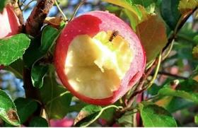 科普时间：延安苹果，为何如此出众？