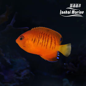 芒果仙A
