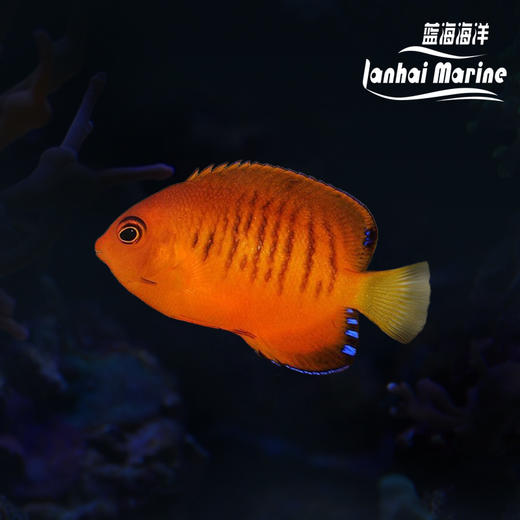 芒果仙A 商品图0