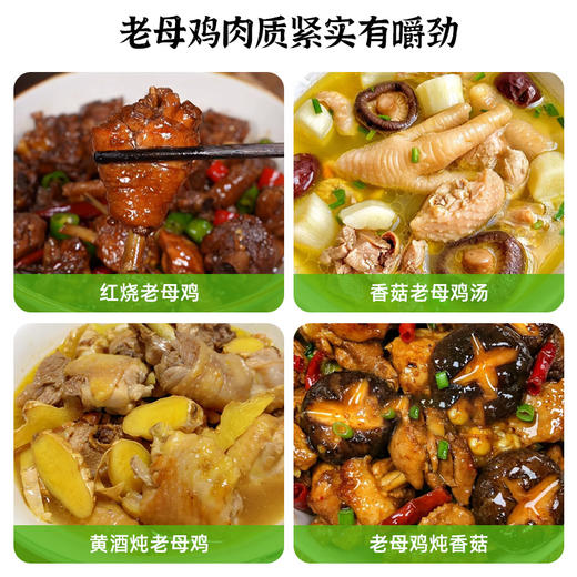 黄陂山林农家散养老母鸡土鸡 现杀速冻锁鲜 京东快递 新鲜到家TYNY 商品图3