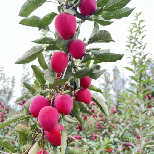 【顺丰】迷你的清脆酸甜 | 东北鸡心果小苹果 新鲜水果 小/中/大果 多规格 3斤5斤装 商品图8