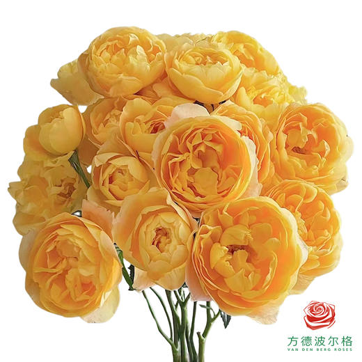 外购多头玫瑰-橙汁阳台 10枝1扎 商品图1