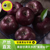 喵菓基地～甘肃天水黑钻苹果（礼盒5-6斤装12枚）全国包邮 商品缩略图6