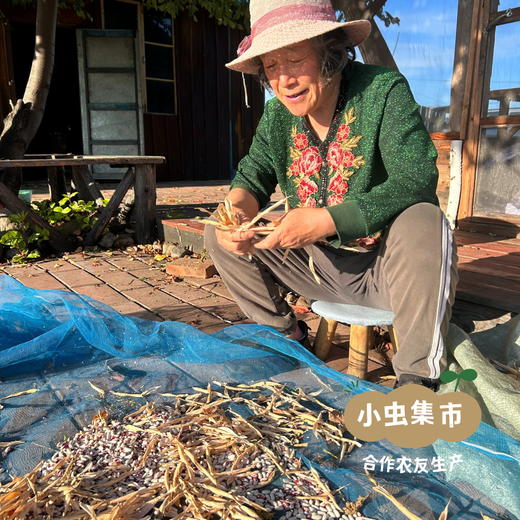 大兴安岭生态大芸豆（紫白混装） 270g/袋 | 合作农友生产，来自大兴安岭古源镇，生产者：柳树 &【公平贸易农人定价】 商品图11