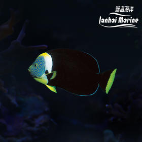 澳洲蓝面 公
