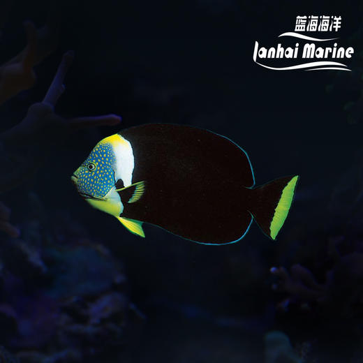 澳洲蓝面 公 商品图0