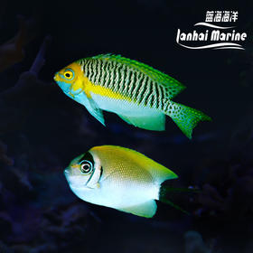 宿务眼镜燕 对装
