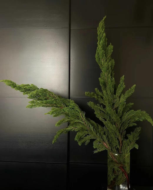 【叶材】龙柏松   若干枝/扎 商品图5