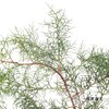 叶材 | 圆柏 商品缩略图5