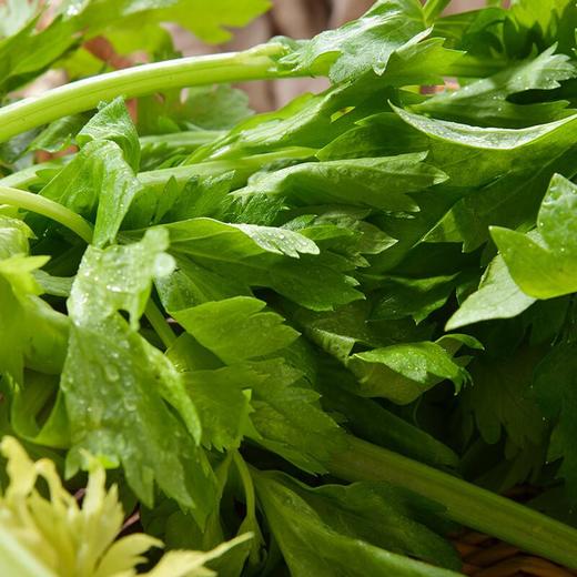 那云那南有机芹菜 250g/份 商品图1