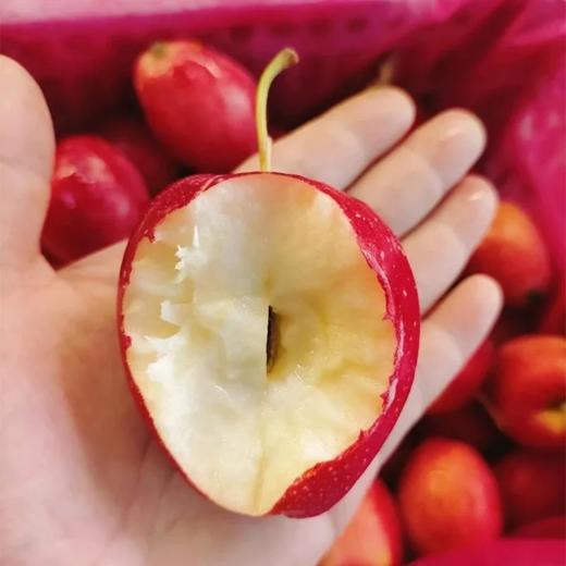 【顺丰】迷你的清脆酸甜 | 东北鸡心果小苹果 新鲜水果 小/中/大果 多规格 3斤5斤装 商品图0