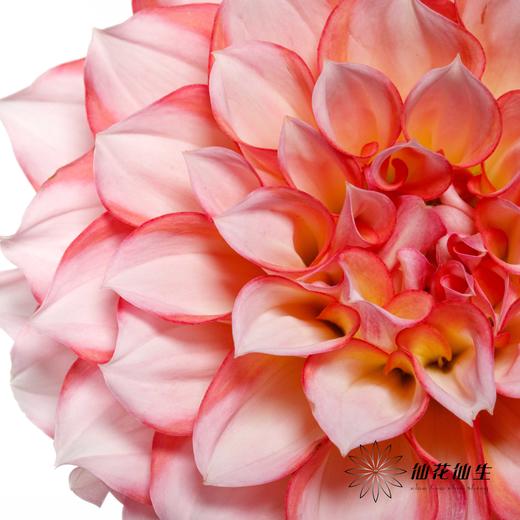 配花 | 大丽花安吉丽娜 商品图4