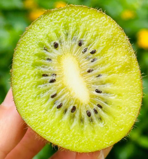 🌹蜂蜜熊•金福猕猴桃礼盒🥝入口即化的口感，在国产猕猴桃里名列前茅皮薄肉厚汁多，一口下去，满口香甜热量低，吃再多也不会胖♥️😍每天两颗和家人一起补充维C~ 商品图2