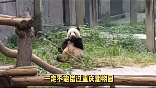 重庆动物园 商品图0