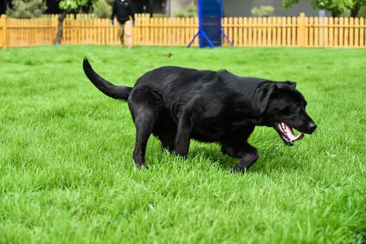 犬儿小驿 商品图12