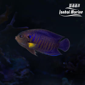 马代黄翅仙