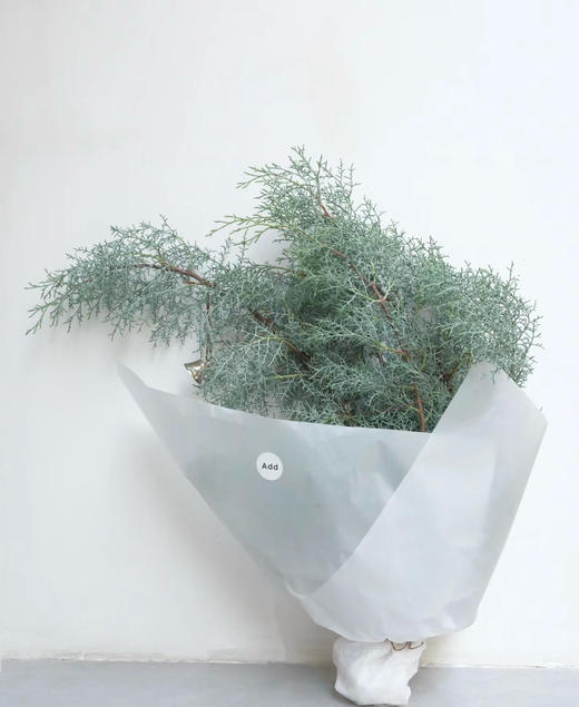 【叶材】银松（雪花松 )扎 商品图1