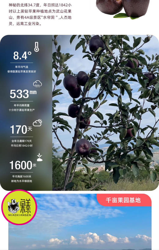 喵菓基地～甘肃天水黑钻苹果（礼盒5-6斤装12枚）全国包邮 商品图10