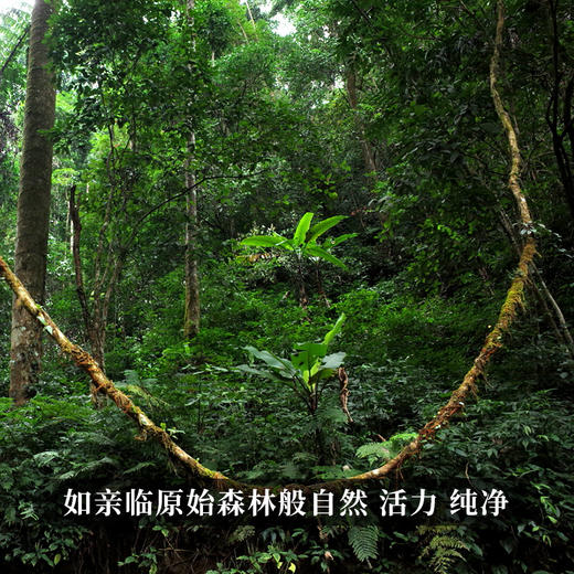 【最后4饼，即将售罄】【黄财神】诸财神之首！2024年春茶云南68座名山拼配普洱茶生茶；愿众生福慧增上 财源广进！1000g/饼 拍5发6 拍20发25 每饼额外赠茶架*1 商品图1