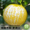 【秒杀】广西皇帝柑5斤大果 果径55-60mm （一斤6-7个） 商品缩略图1