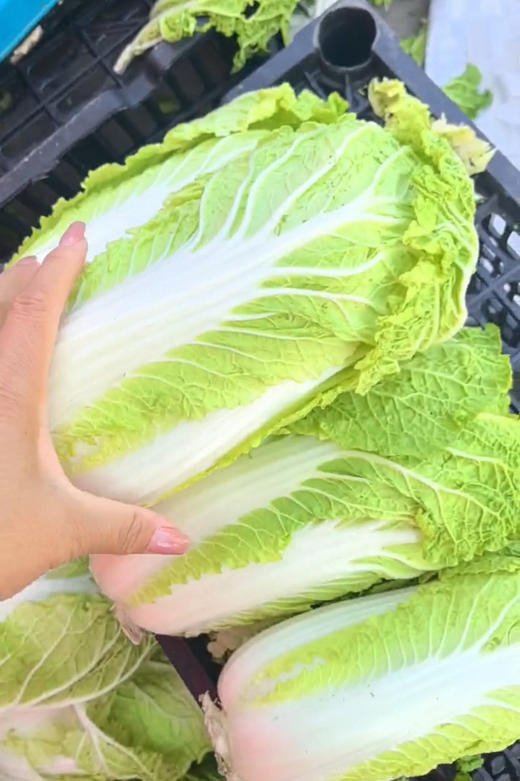黄金大娃娃菜，绿色种植哦，没有药，带点甜味，现在能吃到有甜味的白菜属实不易！约4/份，2-3颗 商品图0