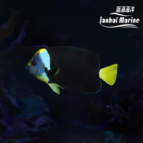 西澳洲蓝面