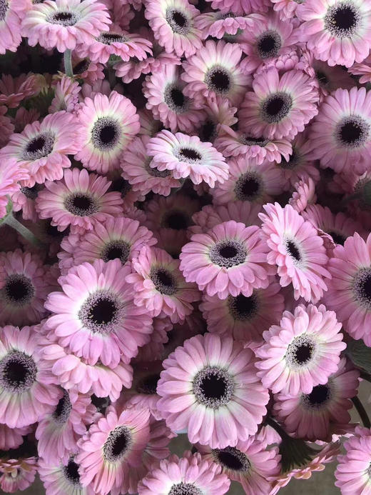 国产花材-【非洲菊】珍爱 商品图1