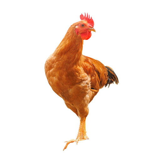 【杨博士100宣州公鸡】深山散养土鸡仔公鸡 宣州鸡清蒸红烧鲜嫩 商品图1