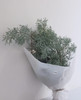 【叶材】银松（雪花松 )扎 商品缩略图0