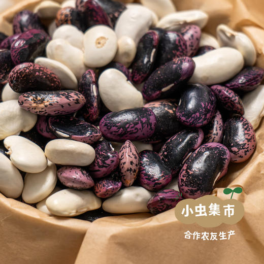 大兴安岭生态大芸豆（紫白混装） 270g/袋 | 合作农友生产，来自大兴安岭古源镇，生产者：柳树 &【公平贸易农人定价】 商品图5