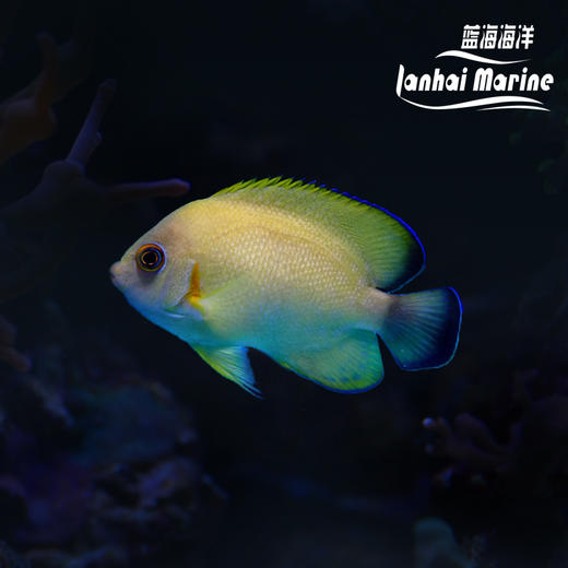 混种柠檬批 商品图0