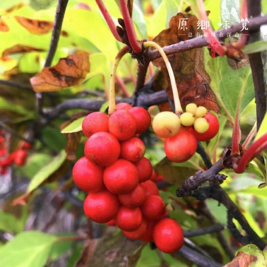 森林野生五味子（成都仓库-顺丰快递 ）| 120g/袋，来自大兴安岭，生产者：金鹏【合作生产，公平贸易】 商品图5