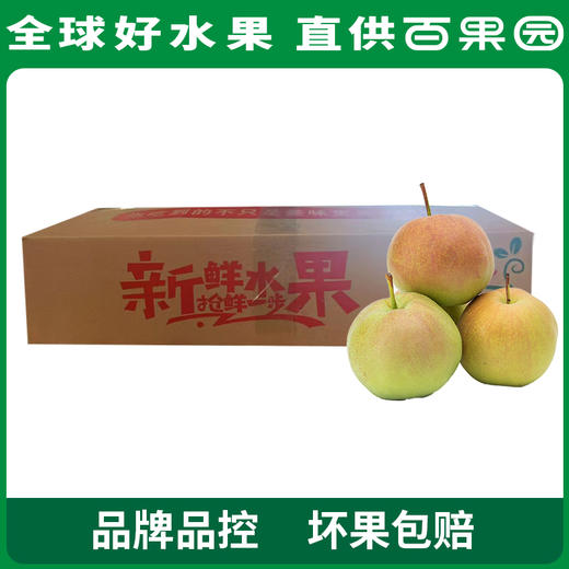 PAGODA百果园 玉露香梨4.5斤家庭装 商品图5