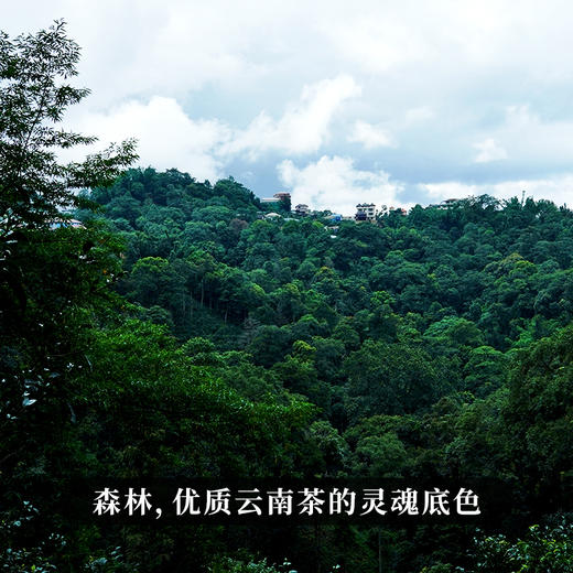 【最后4饼，即将售罄】【黄财神】诸财神之首！2024年春茶云南68座名山拼配普洱茶生茶；愿众生福慧增上 财源广进！1000g/饼 拍5发6 拍20发25 每饼额外赠茶架*1 商品图7