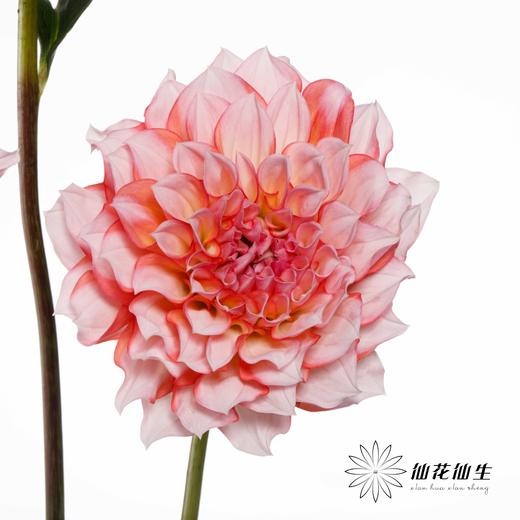 配花 | 大丽花安吉丽娜 商品图3